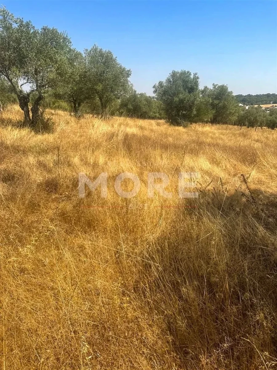 Terreno para Venda em Alcaçovas Foto 1
