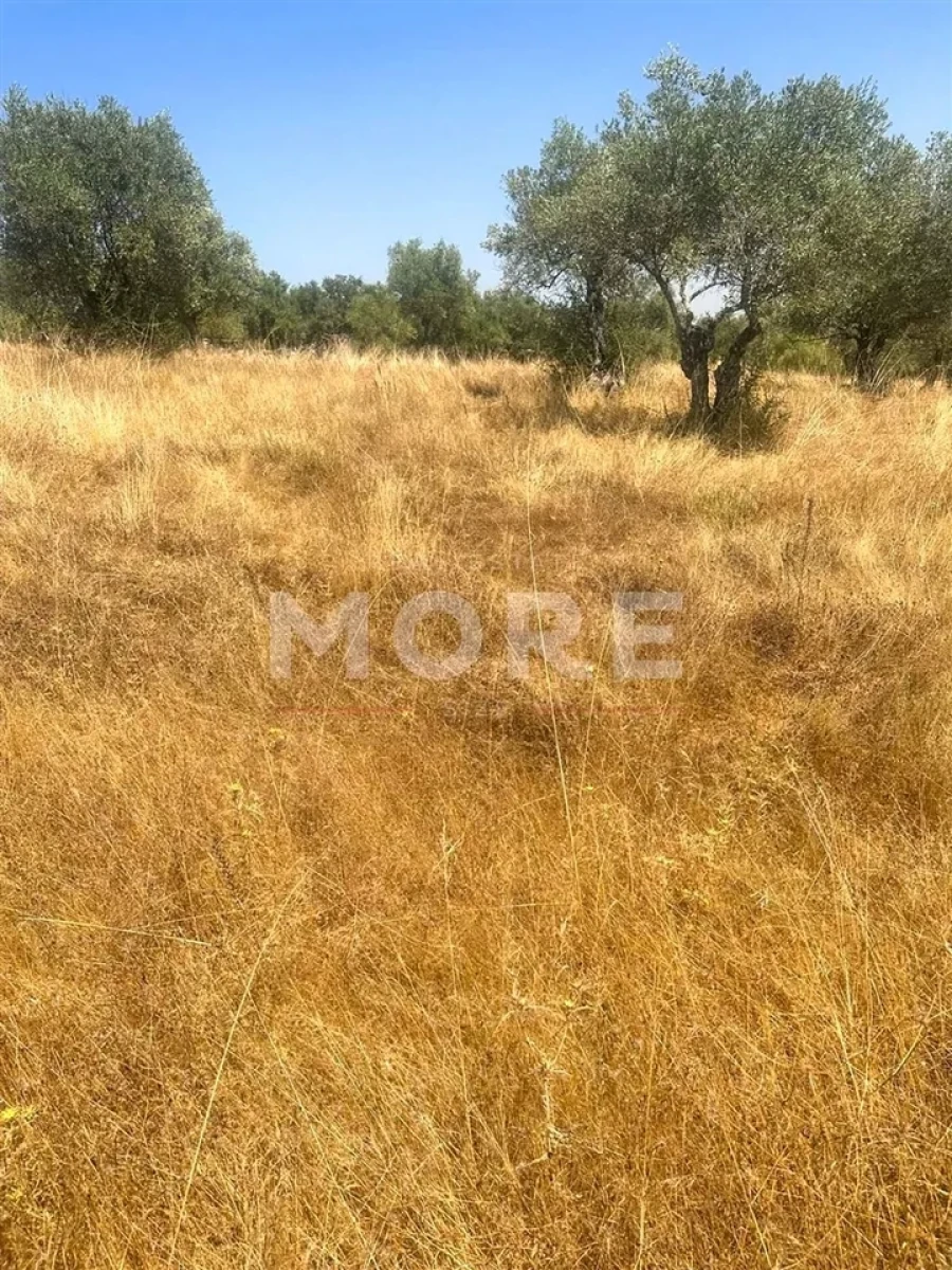 Terreno para Venda em Alcaçovas Foto 2