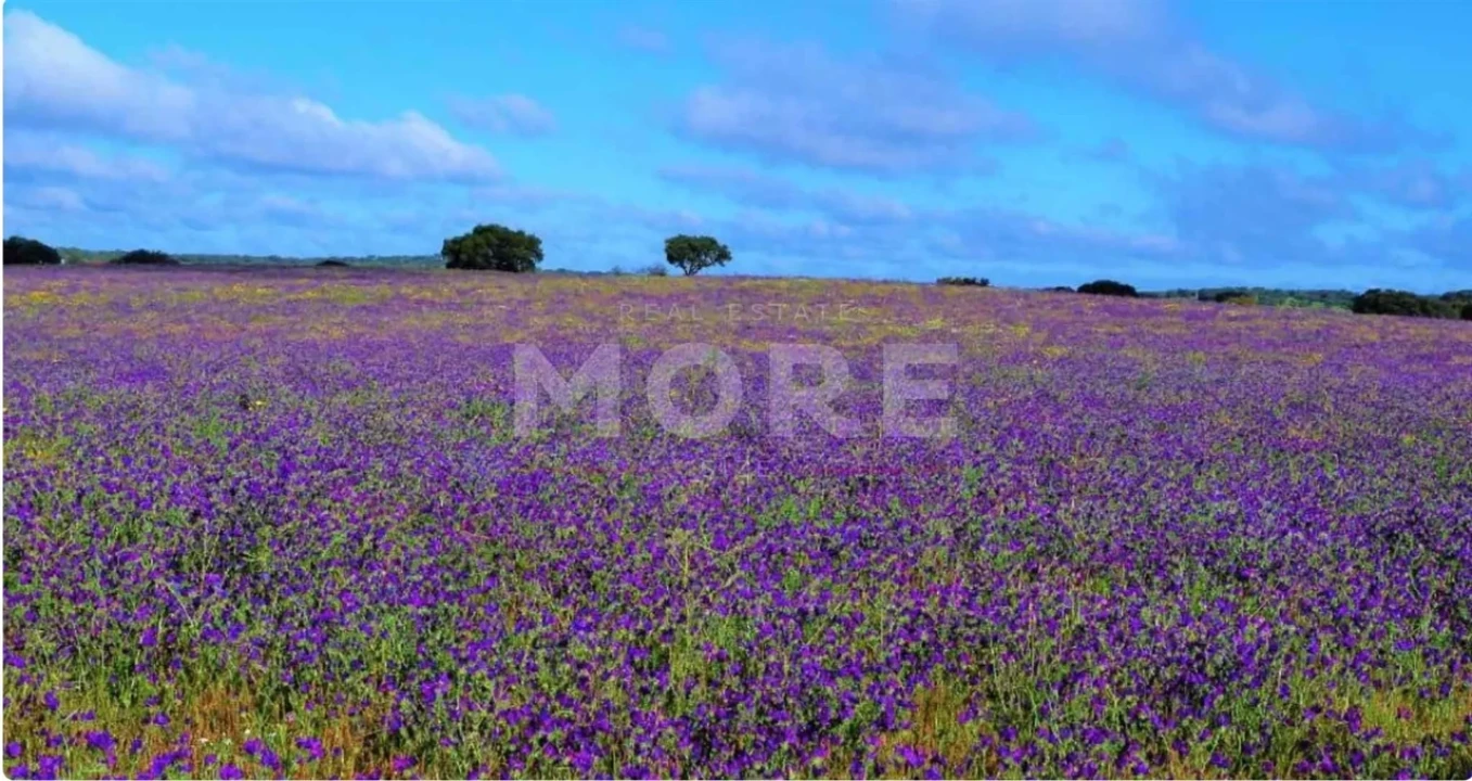 Negócio para Venda em Alcaçovas Foto 46