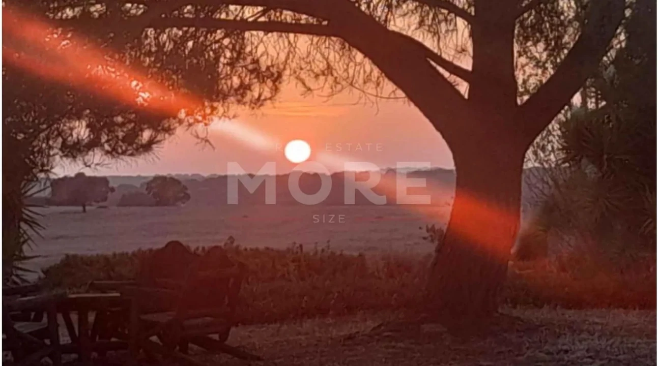 Negócio para Venda em Alcaçovas Foto 52