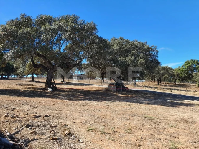 Quinta T0 para Venda em Alvito Foto 60