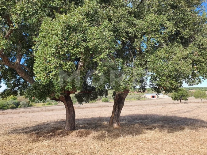 Quinta T0 para Venda em Alvito Foto 67