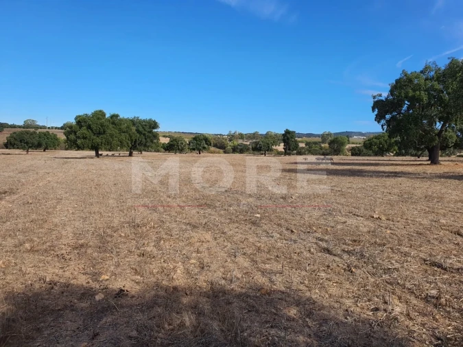 Quinta T0 para Venda em Alvito Foto 66