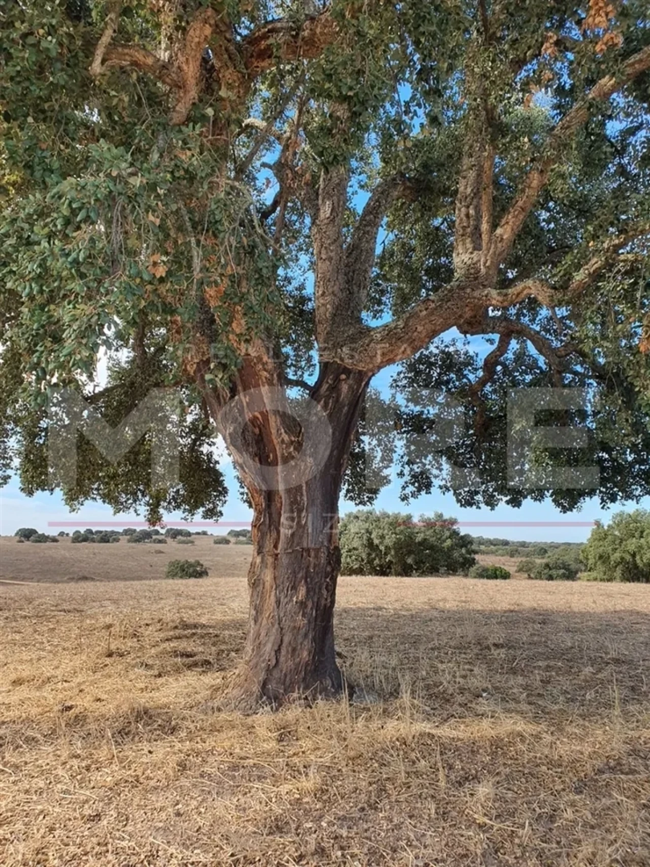 Quinta T0 para Venda em Alvito Foto 69