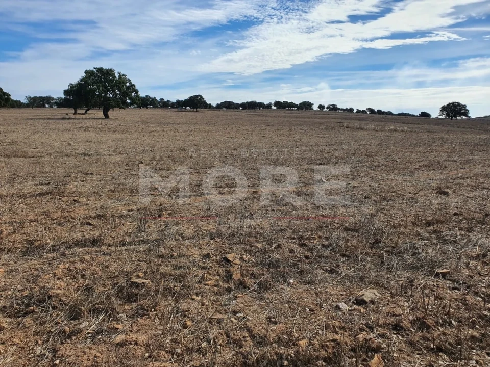 Quinta T0 para Venda em Alvito Foto 68