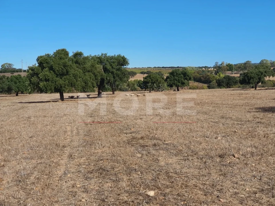 Quinta T0 para Venda em Alvito Foto 40