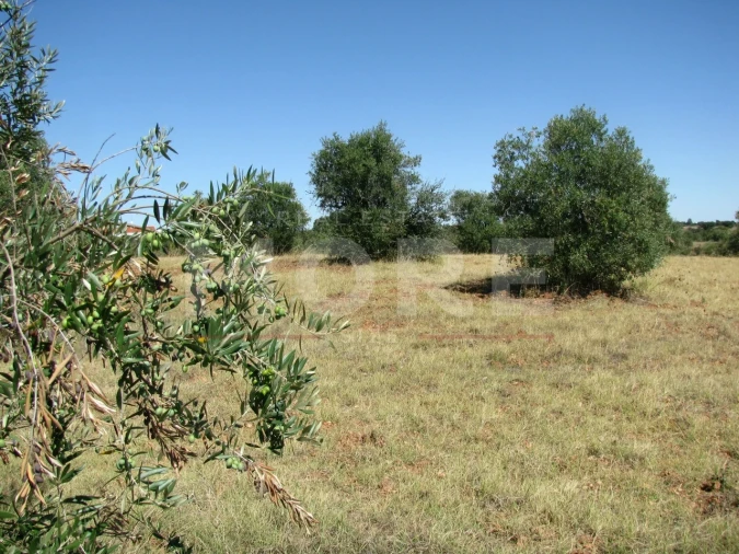 Terreno para Venda em Nossa Senhora de Machede Foto 12