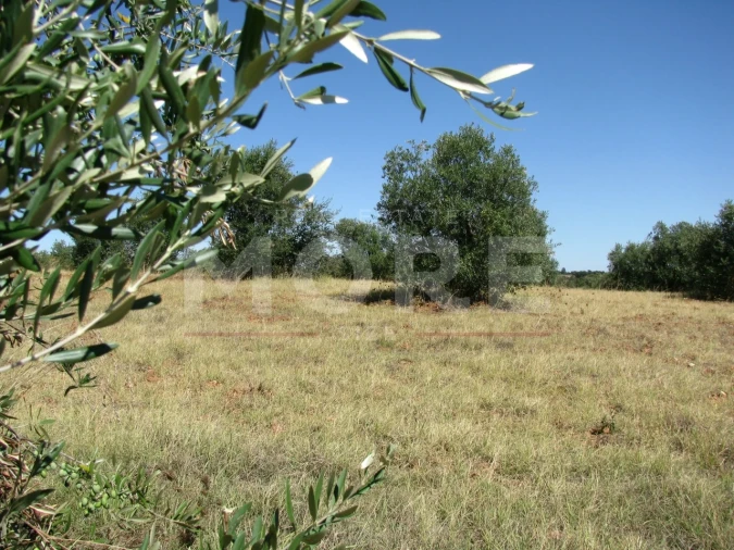Terreno para Venda em Nossa Senhora de Machede Foto 10