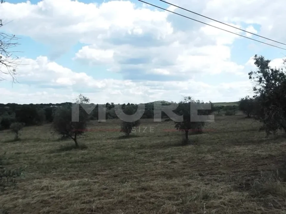 Terreno para Venda em Redondo Foto 2