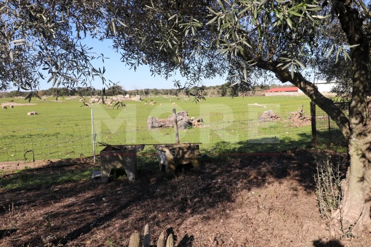 Quinta T0 para Venda em Alpalhão Foto 7