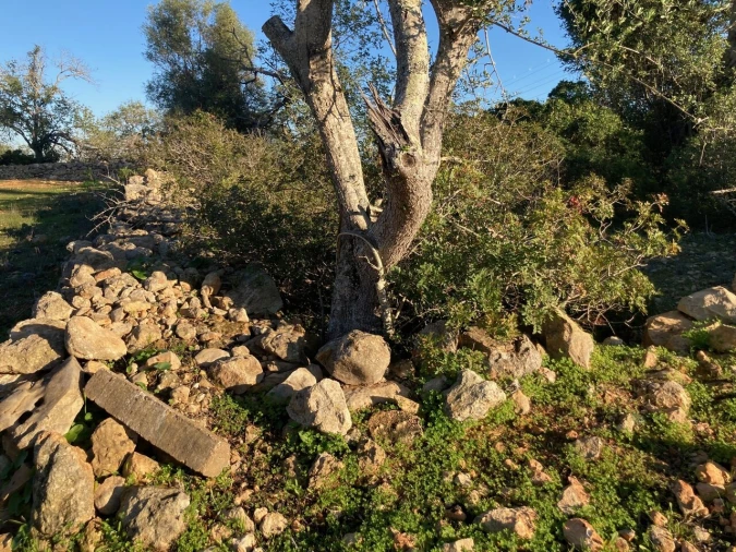 Terreno para Venda em Paderne