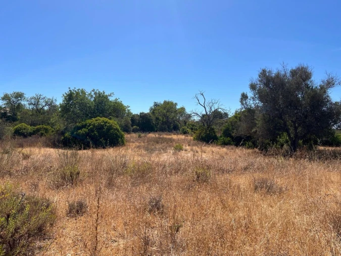 Terreno para Venda em Ferreiras Foto 6