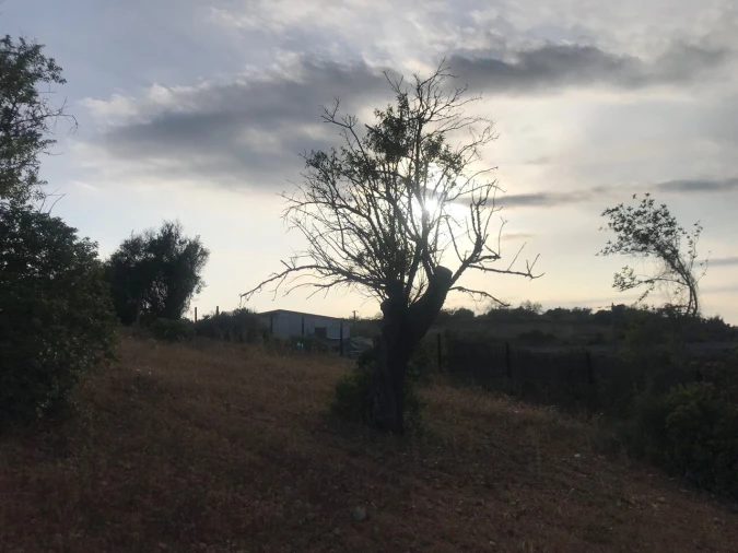 Terreno para Venda em Ferreiras Foto 20