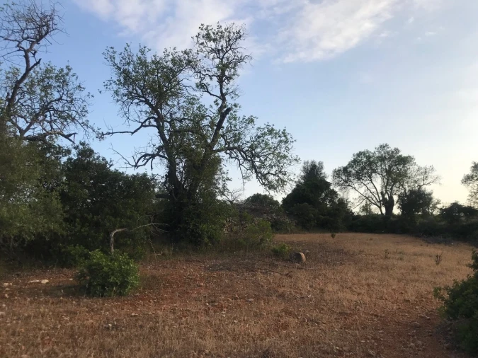 Terreno para Venda em Ferreiras Foto 29