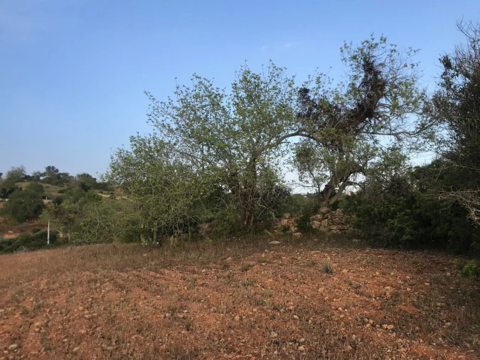 Terreno para Venda em Ferreiras Foto 30