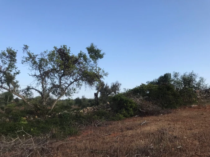 Terreno para Venda em Ferreiras Foto 35