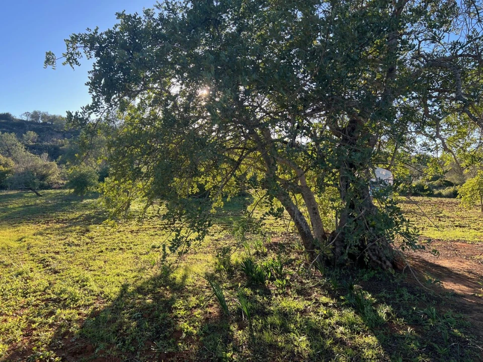 Terreno para Venda em Boliqueime Foto 8