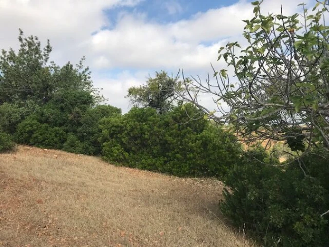 Terreno para Venda em Ferreiras Foto 11