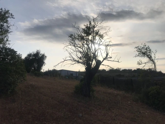 Terreno para Venda em Ferreiras Foto 20