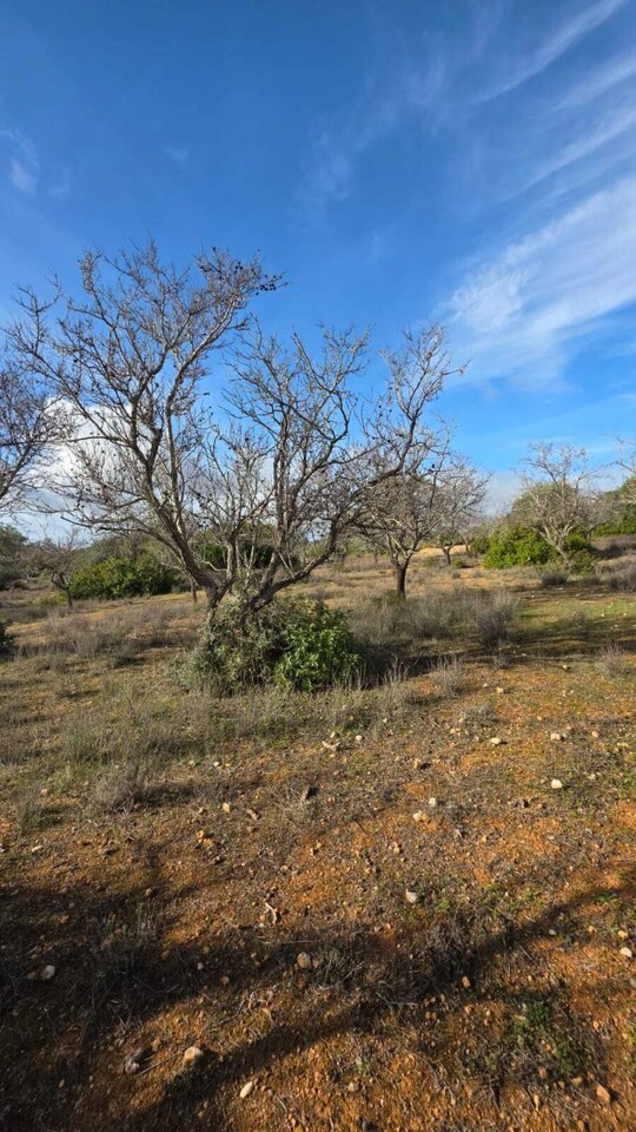 Terreno para Venda em Guia Foto 5