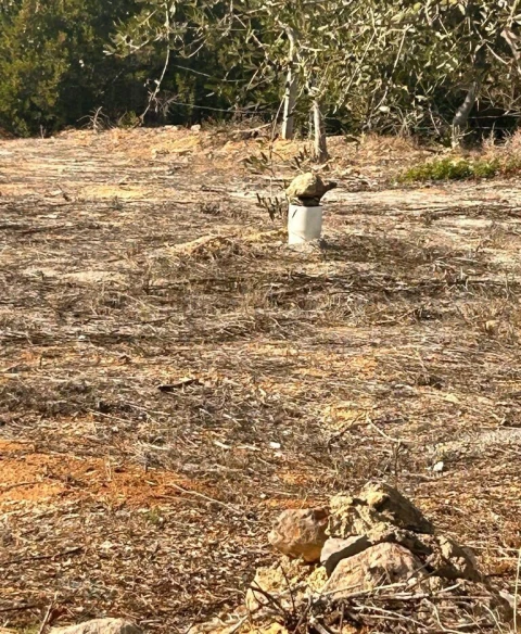 Terreno para Venda em Albufeira e Olhos de Água