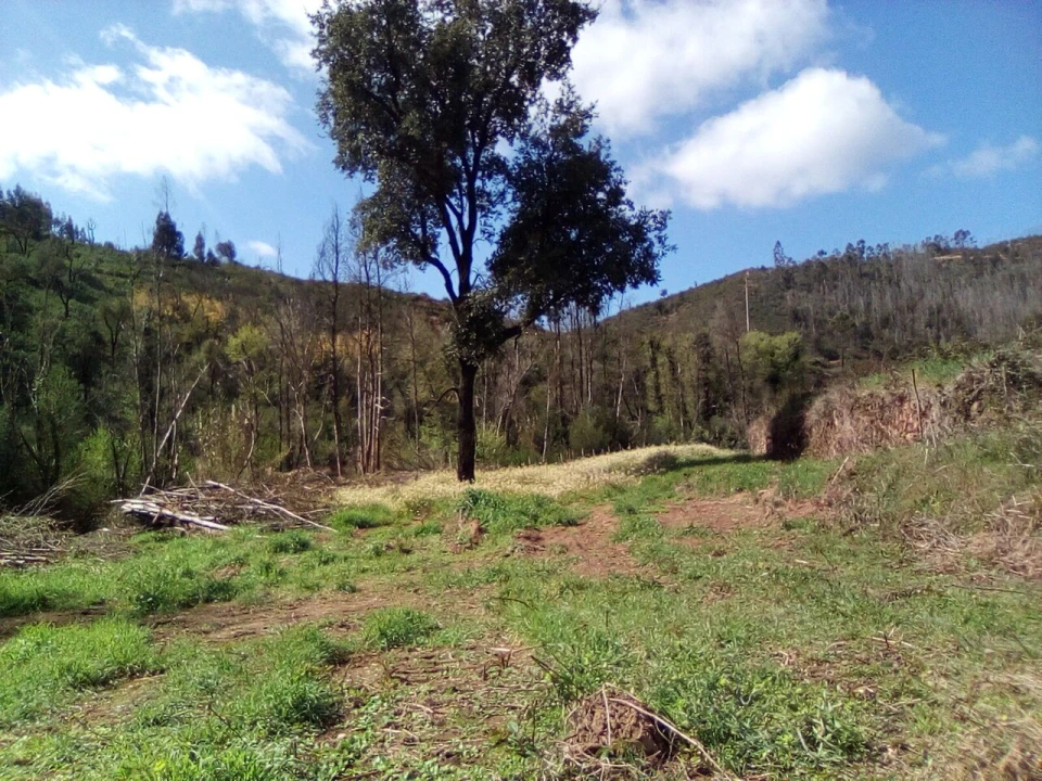 Terreno para Venda em Monchique Foto 5