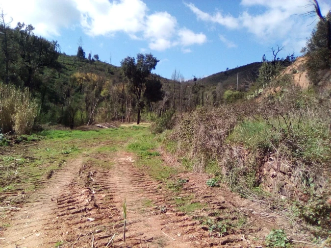 Terreno para Venda em Monchique Foto 6