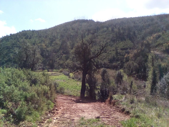 Terreno para Venda em Monchique Foto 8