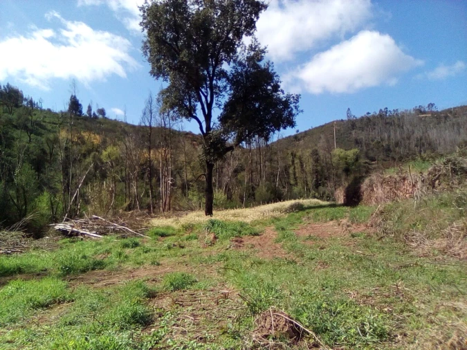 Terreno para Venda em Monchique Foto 5