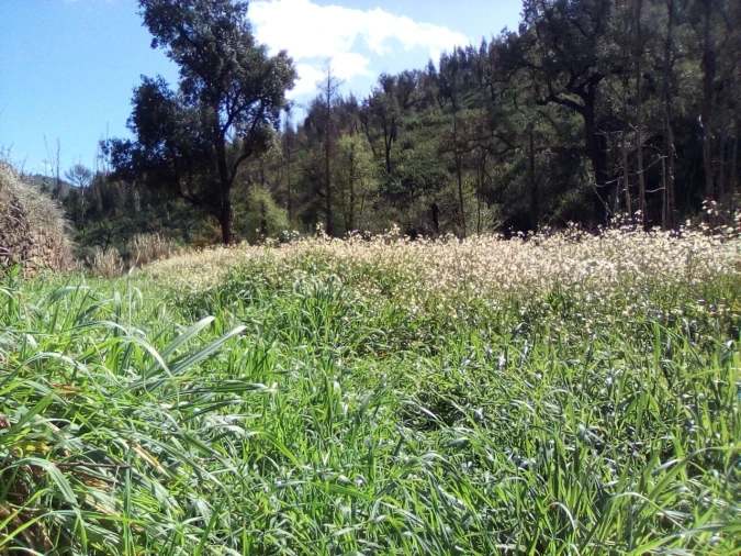 Terreno para Venda em Monchique Foto 4