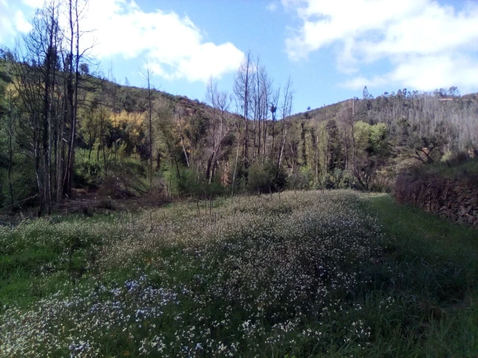 Terreno para Venda em Monchique Foto 3