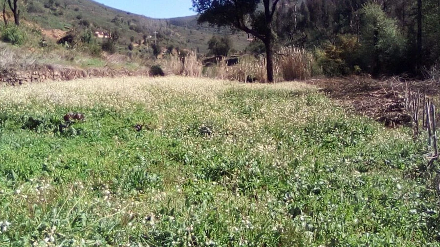Terreno para Venda em Monchique