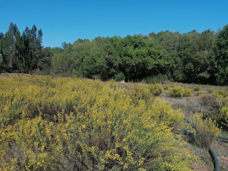 Moradia T3 para Venda em Santa Clara-A-Velha Foto 30