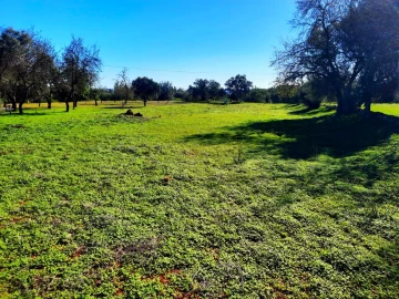 Terreno para Venda em São Bartolomeu de Messines