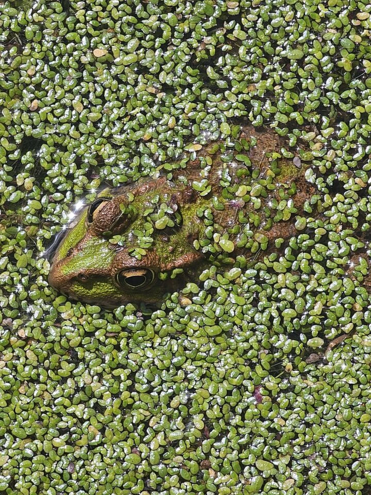 Terreno para Venda em Monchique Foto 2