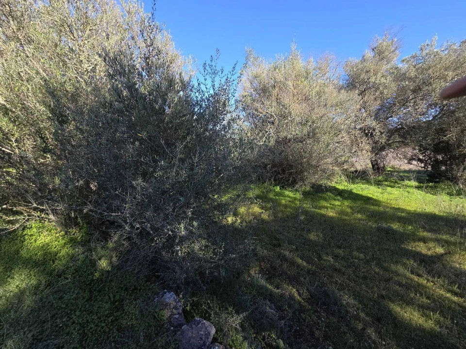 Terreno para Venda em Paderne Foto 3