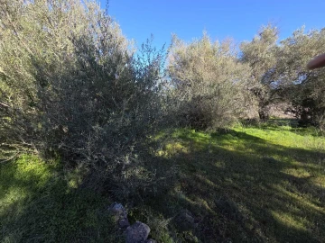 Terreno para Venda em Paderne