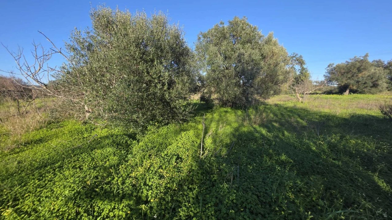 Terreno para Venda em Paderne Foto 3