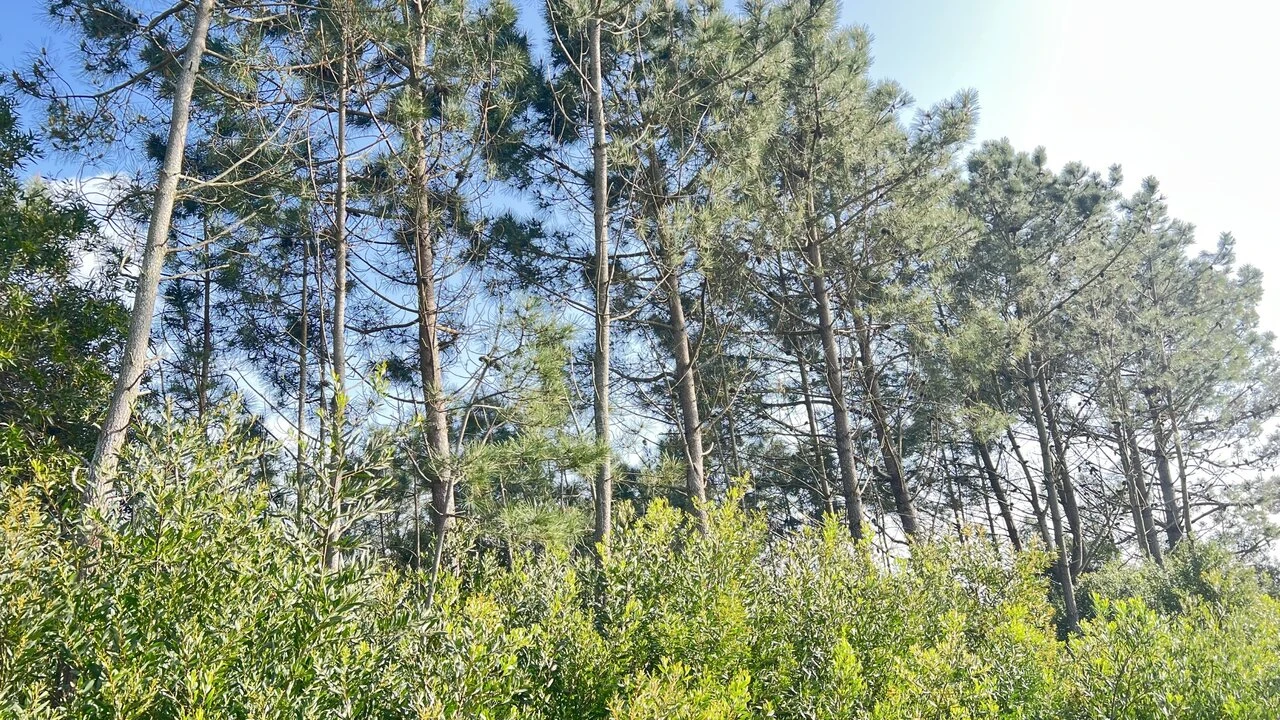 Terreno para Venda em Aljezur Foto 2