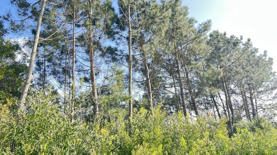 Terreno para Venda em Aljezur Foto 2