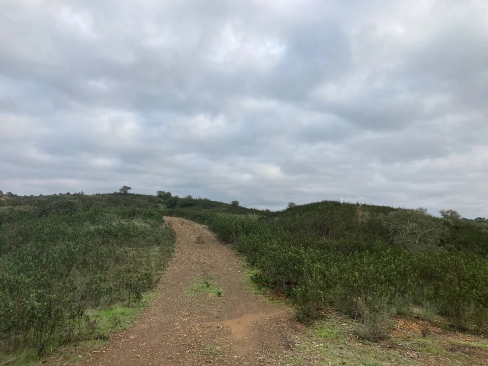 Terreno para Venda em São Bartolomeu de Messines Foto 12