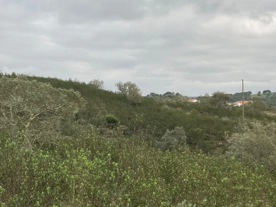 Terreno para Venda em São Bartolomeu de Messines Foto 13