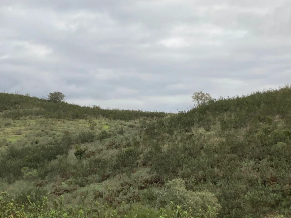 Terreno para Venda em São Bartolomeu de Messines Foto 16