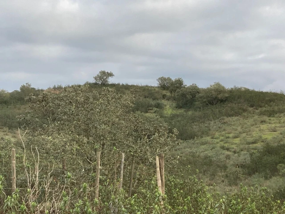 Terreno para Venda em São Bartolomeu de Messines Foto 17