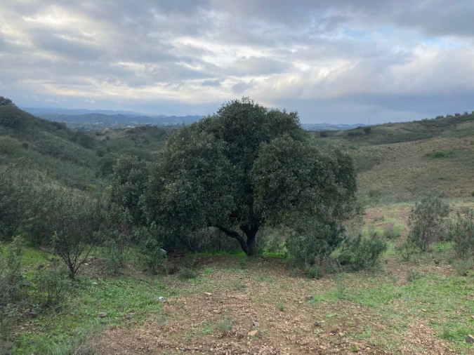 Terreno para Venda em São Bartolomeu de Messines