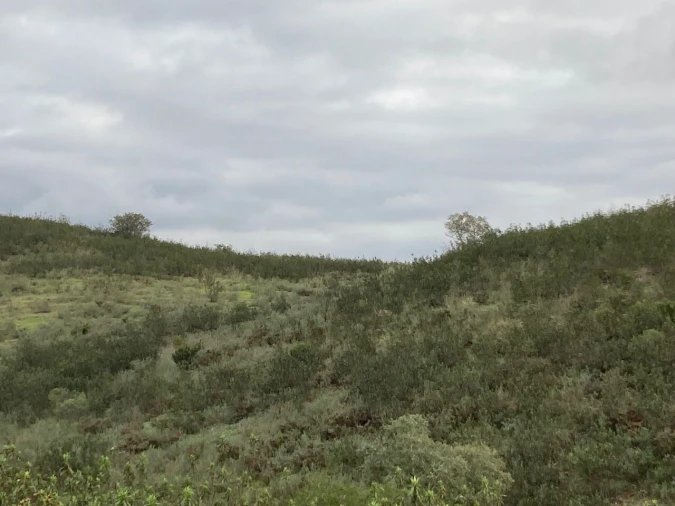Terreno para Venda em São Bartolomeu de Messines Foto 16