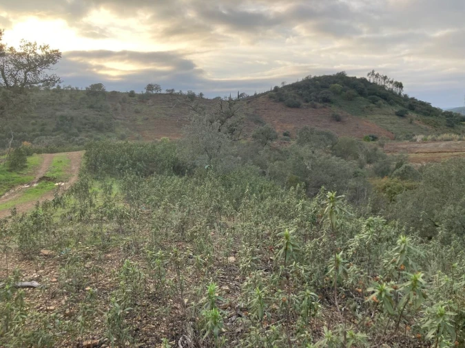Terreno para Venda em São Bartolomeu de Messines Foto 23