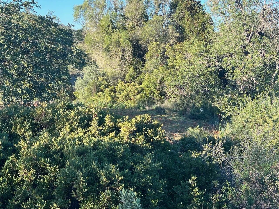 Terreno para Venda em Boliqueime Foto 16