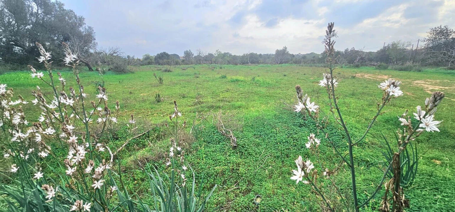 Terreno para Venda em São Bartolomeu de Messines Foto 2