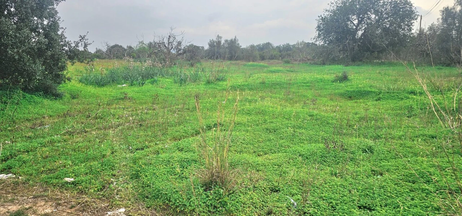 Terreno para Venda em São Bartolomeu de Messines Foto 5
